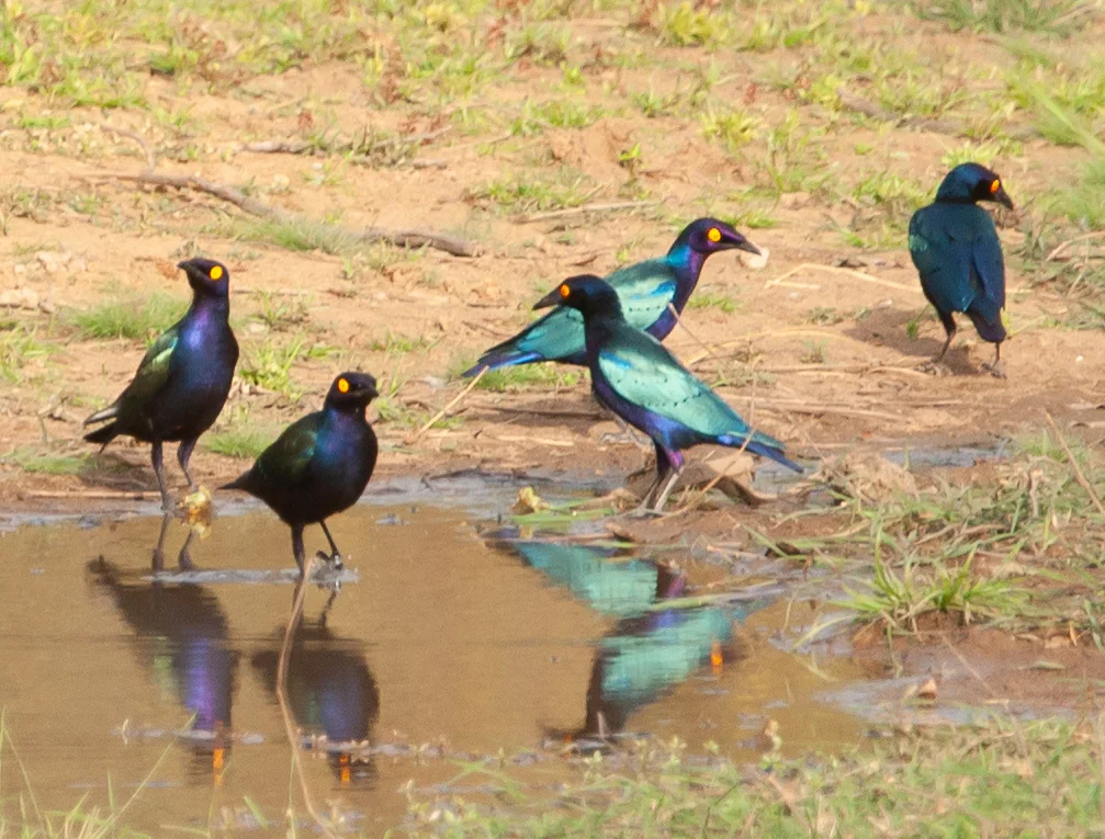 紫辉椋鸟(Lamprotornis purpureus)