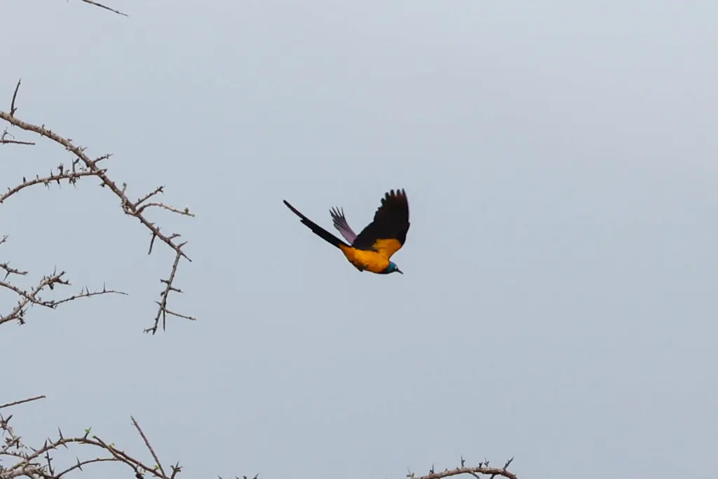 金胸丽椋鸟(Lamprotornis regius)