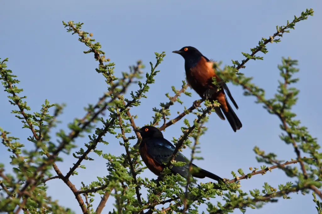 谢氏丽椋鸟（Lamprotornis shelleyi）