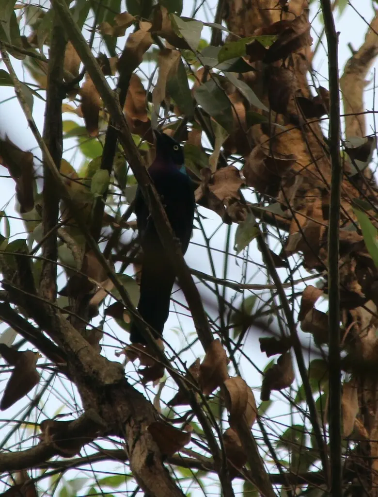彩辉椋鸟(Lamprotornis splendidus)