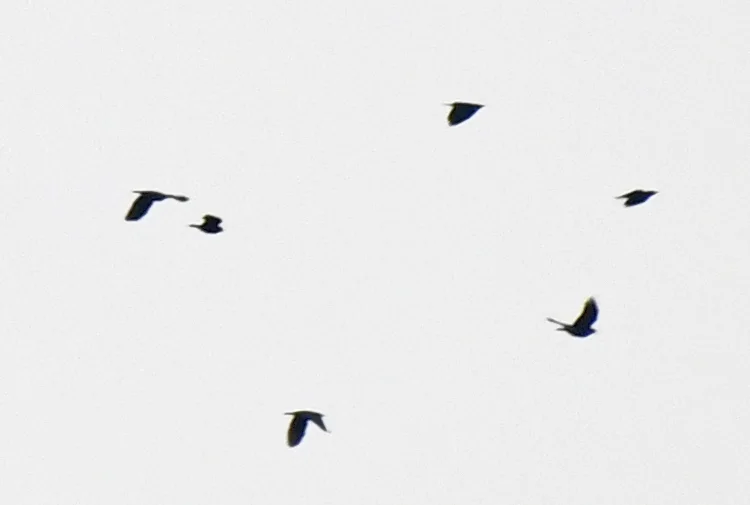 彩辉椋鸟(Lamprotornis splendidus)