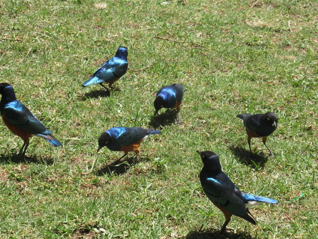 栗头丽椋鸟(Lamprotornis superbus)