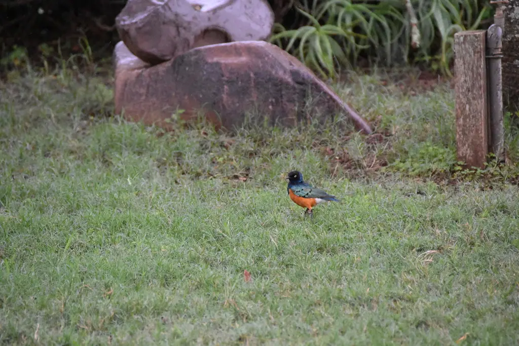 栗头丽椋鸟(Lamprotornis superbus)