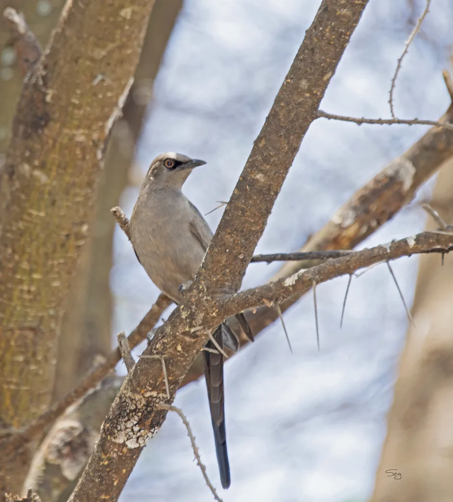 灰丽椋鸟（Lamprotornis unicolor）
