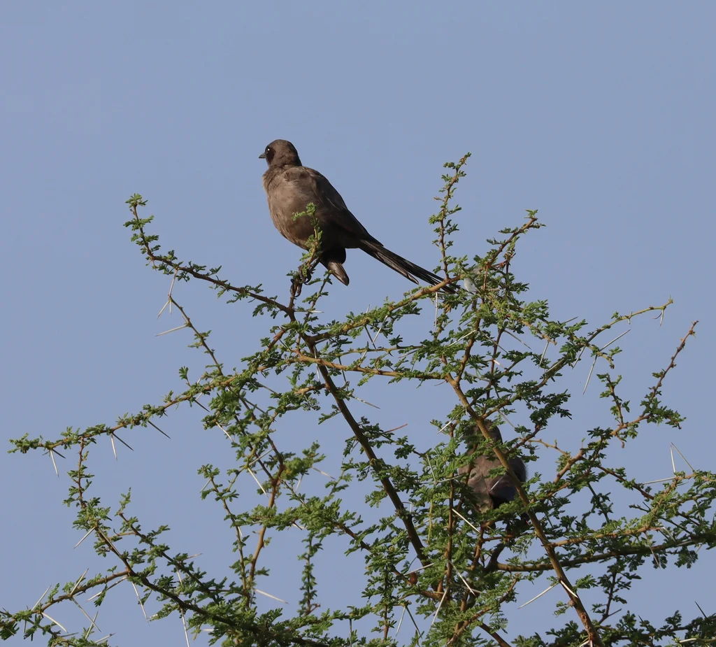 灰丽椋鸟（Lamprotornis unicolor）