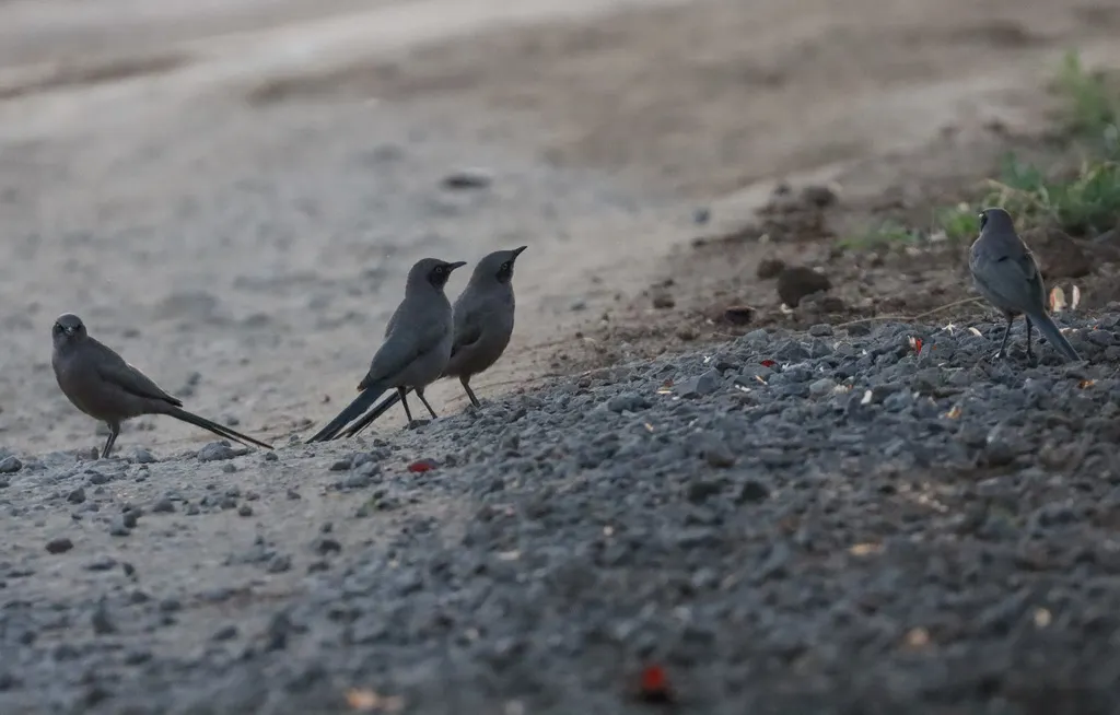 灰丽椋鸟（Lamprotornis unicolor）