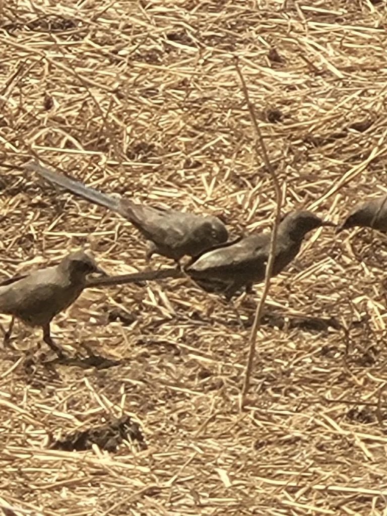 灰丽椋鸟（Lamprotornis unicolor）