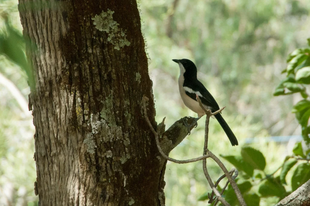 埃塞黑鵙(Laniarius aethiopicus)
