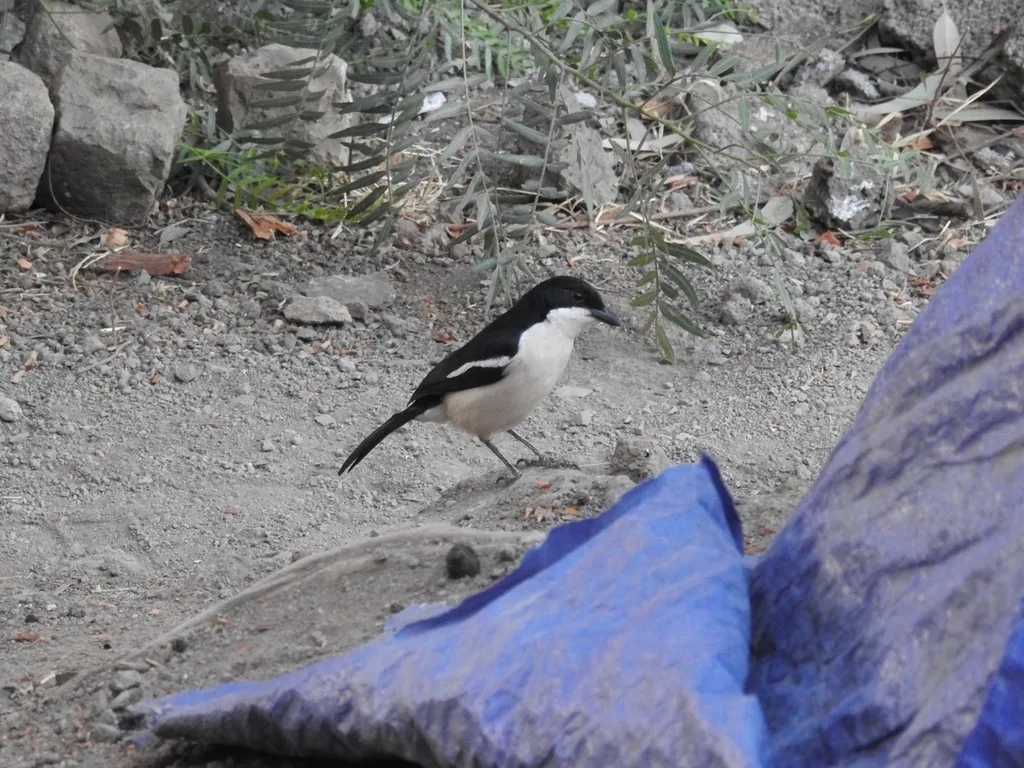 埃塞黑鵙(Laniarius aethiopicus)