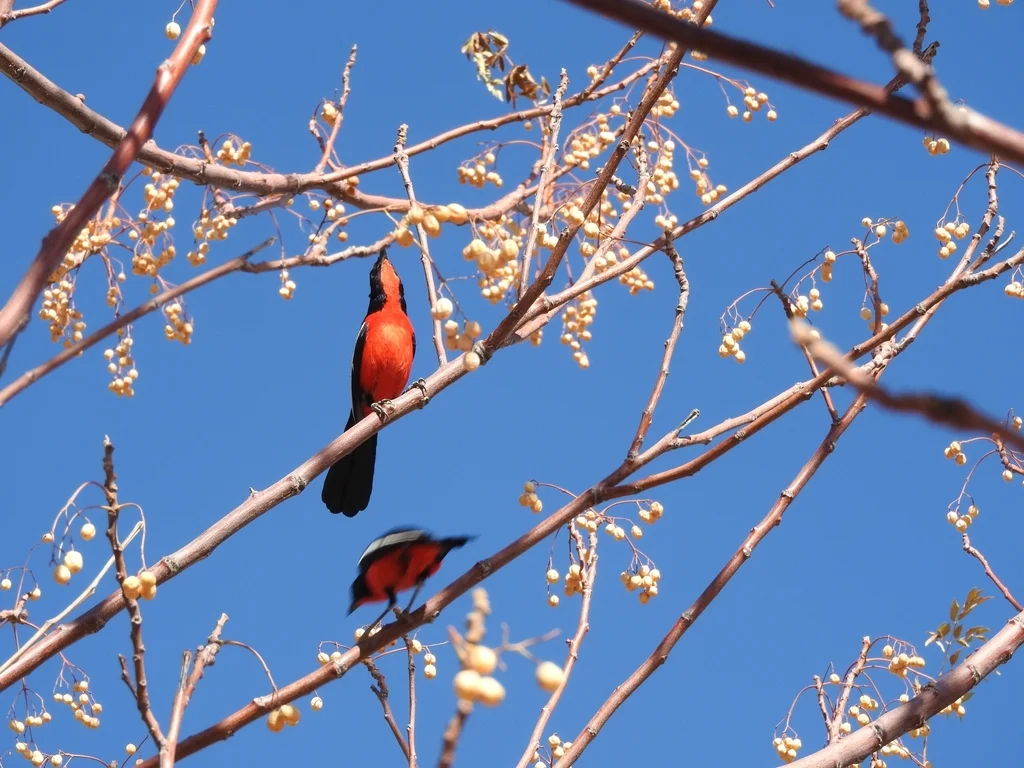 红胸黑鵙（Laniarius atrococcineus）