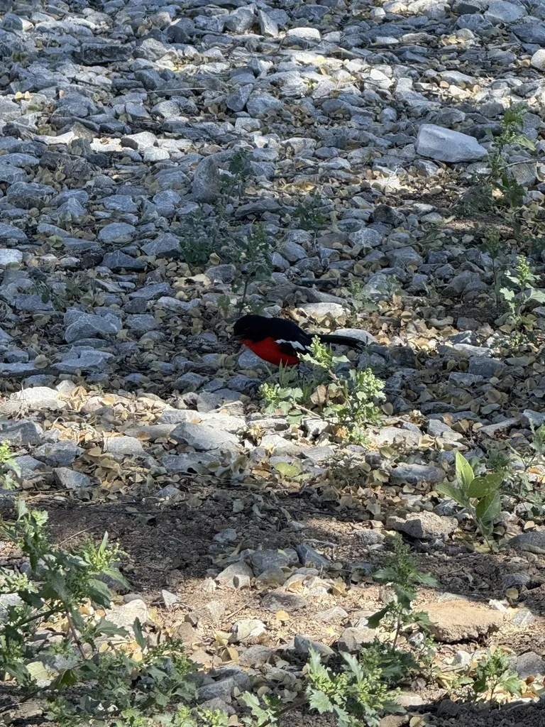 红胸黑鵙（Laniarius atrococcineus）