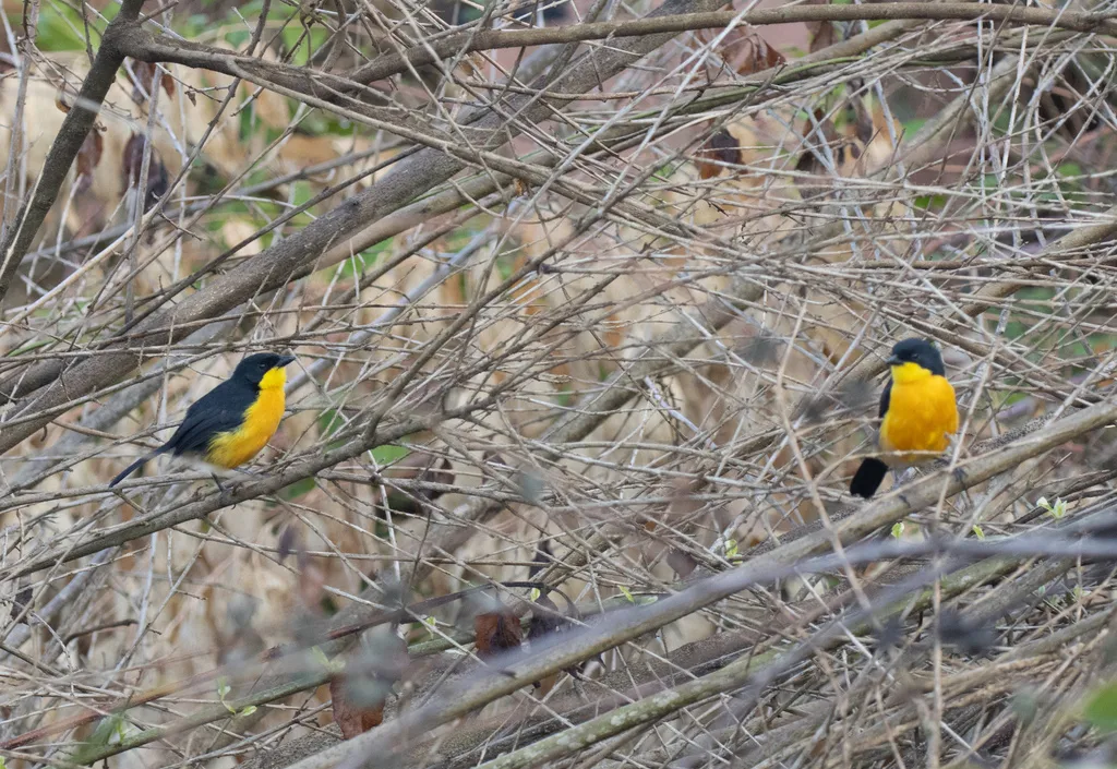 黄胸黑鵙(Laniarius atroflavus)