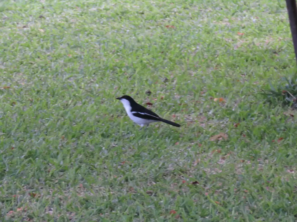 双色黑鵙(Laniarius bicolor)