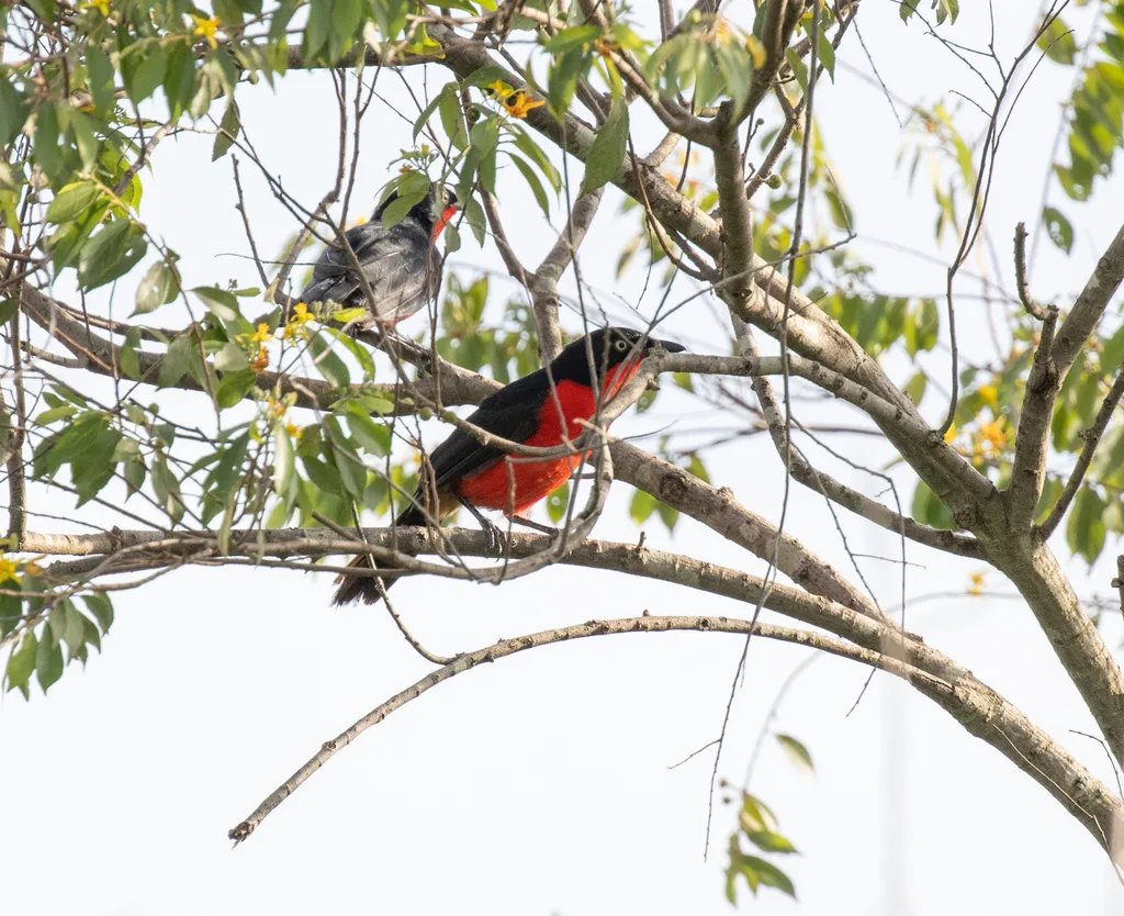 黑头黑鵙(Laniarius erythrogaster)