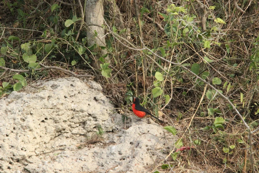 黑头黑鵙(Laniarius erythrogaster)