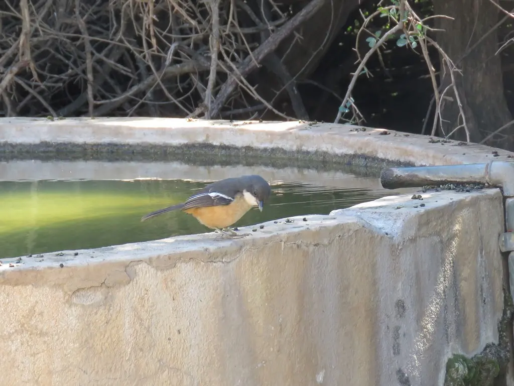锈色黑鵙(Laniarius ferrugineus)