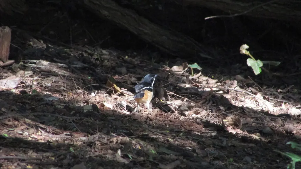 锈色黑鵙(Laniarius ferrugineus)
