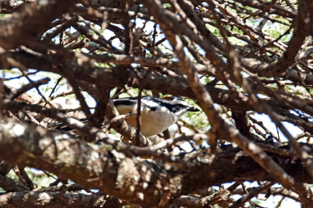 红颈黑鵙(Laniarius ruficeps)
