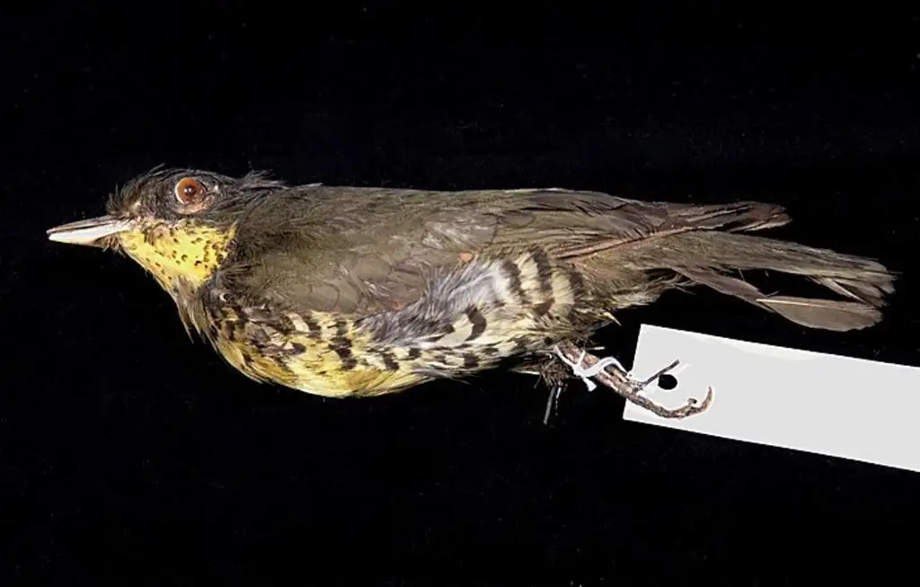 鵙伞鸟(Laniisoma elegans)