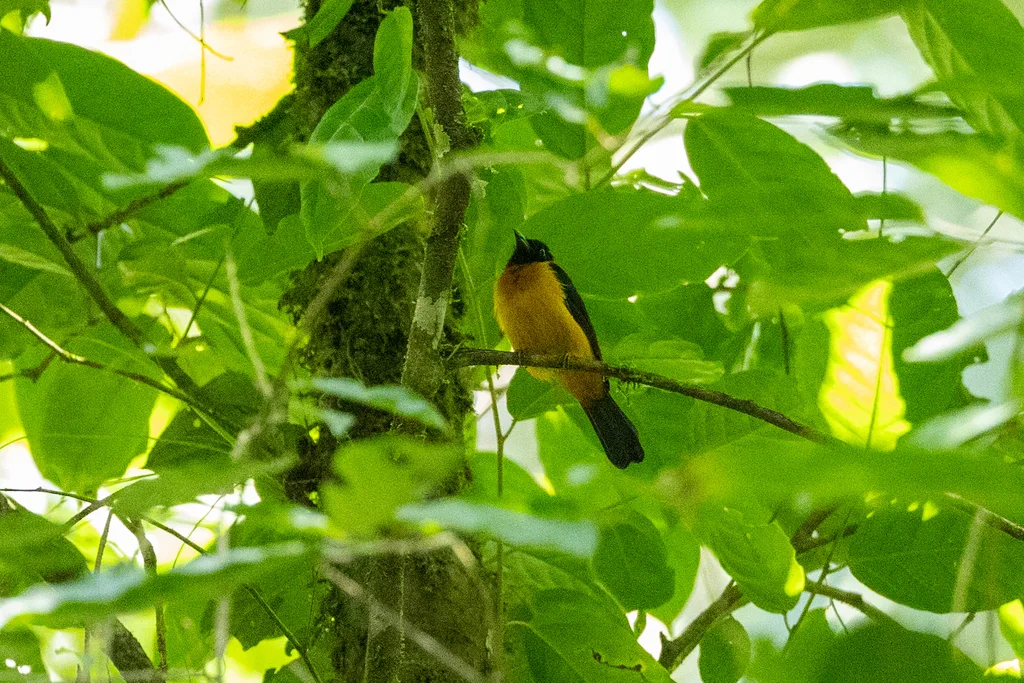 暗黄唐纳鵙(Lanio fulvus)