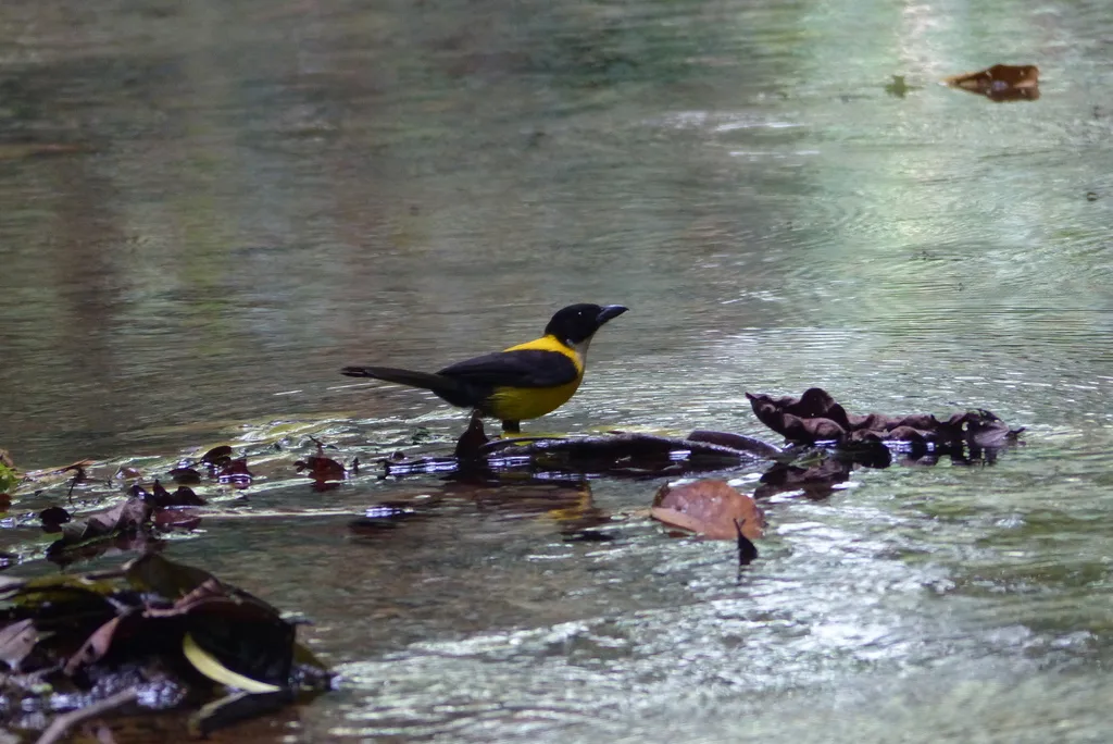 白喉唐纳鵙(Lanio leucothorax)