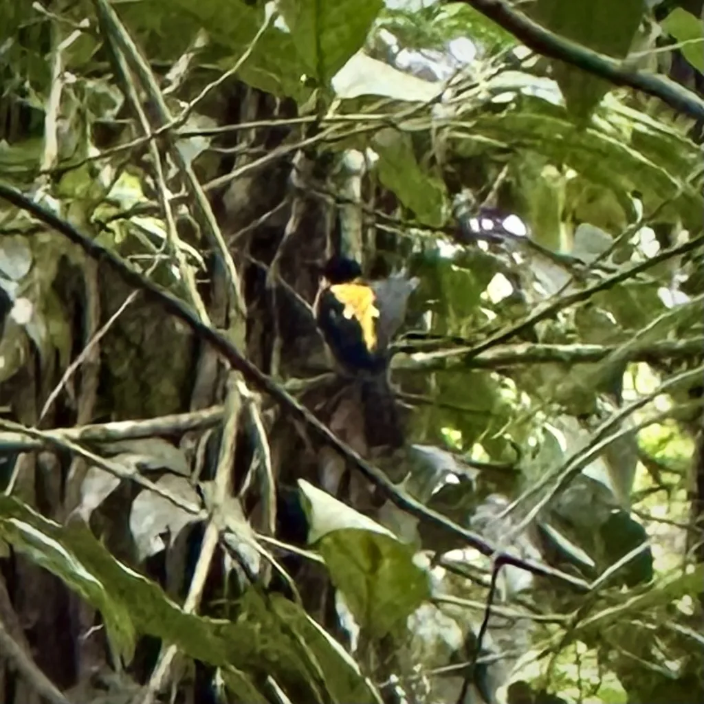 白喉唐纳鵙(Lanio leucothorax)