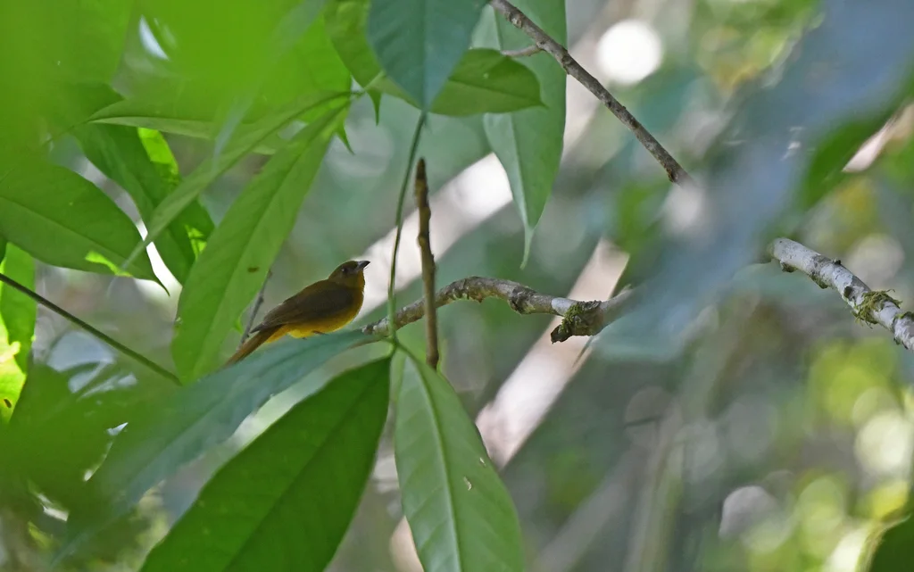 白翅唐纳鵙(Lanio versicolor)