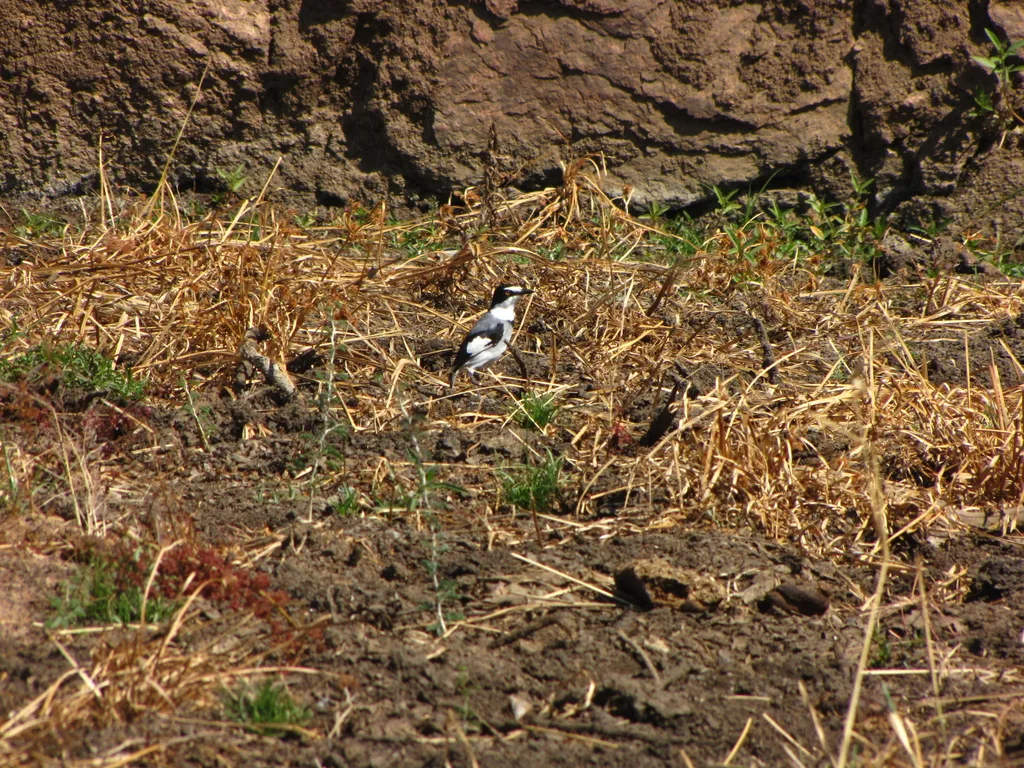 白尾鵙鹟(Lanioturdus torquatus)