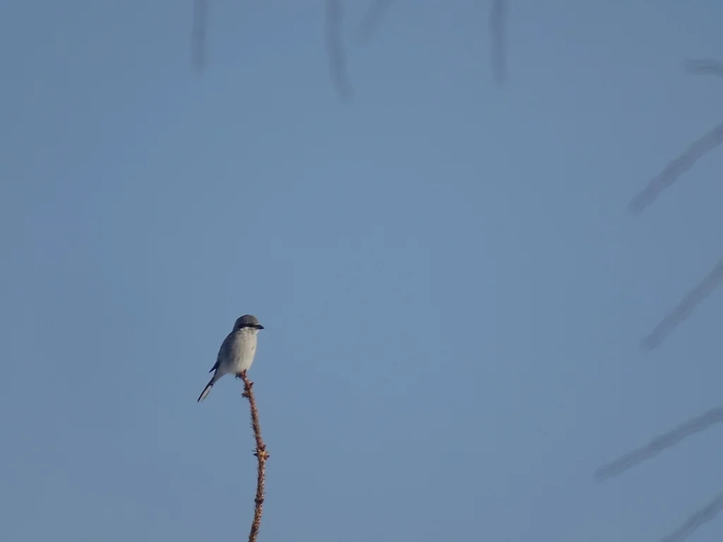 灰伯劳(Lanius borealis)