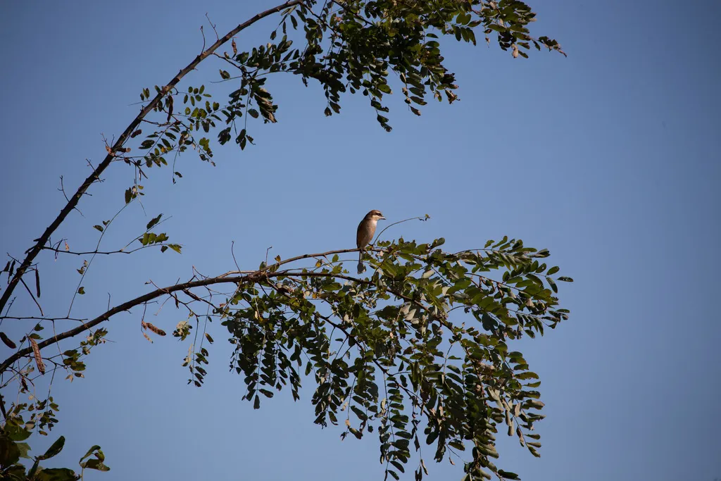 牛头伯劳(Lanius bucephalus)