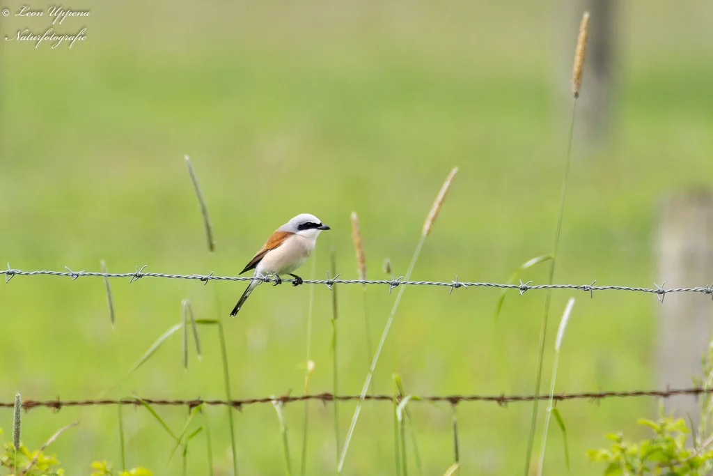 红背伯劳(Lanius collurio)