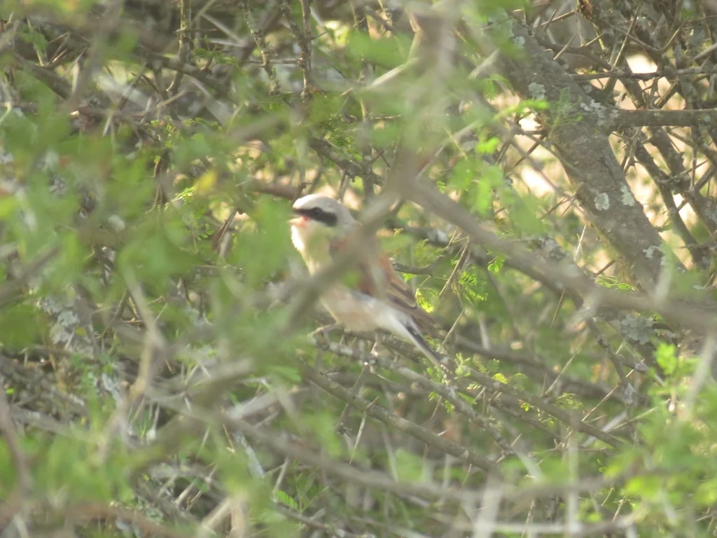 红背伯劳(Lanius collurio)