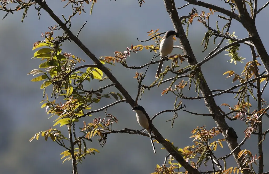 栗背伯劳(Lanius collurioides)