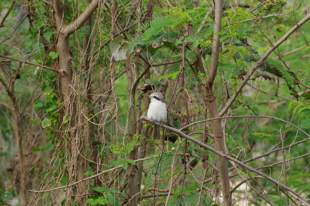 红尾伯劳(Lanius cristatus)