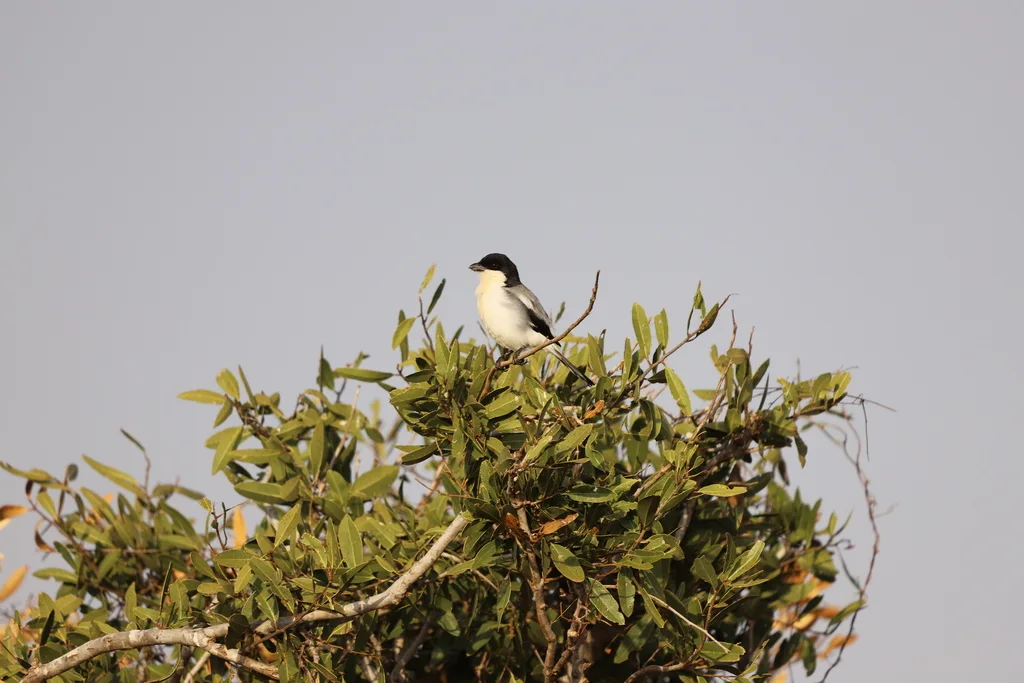 肯尼亚伯劳(Lanius dorsalis)