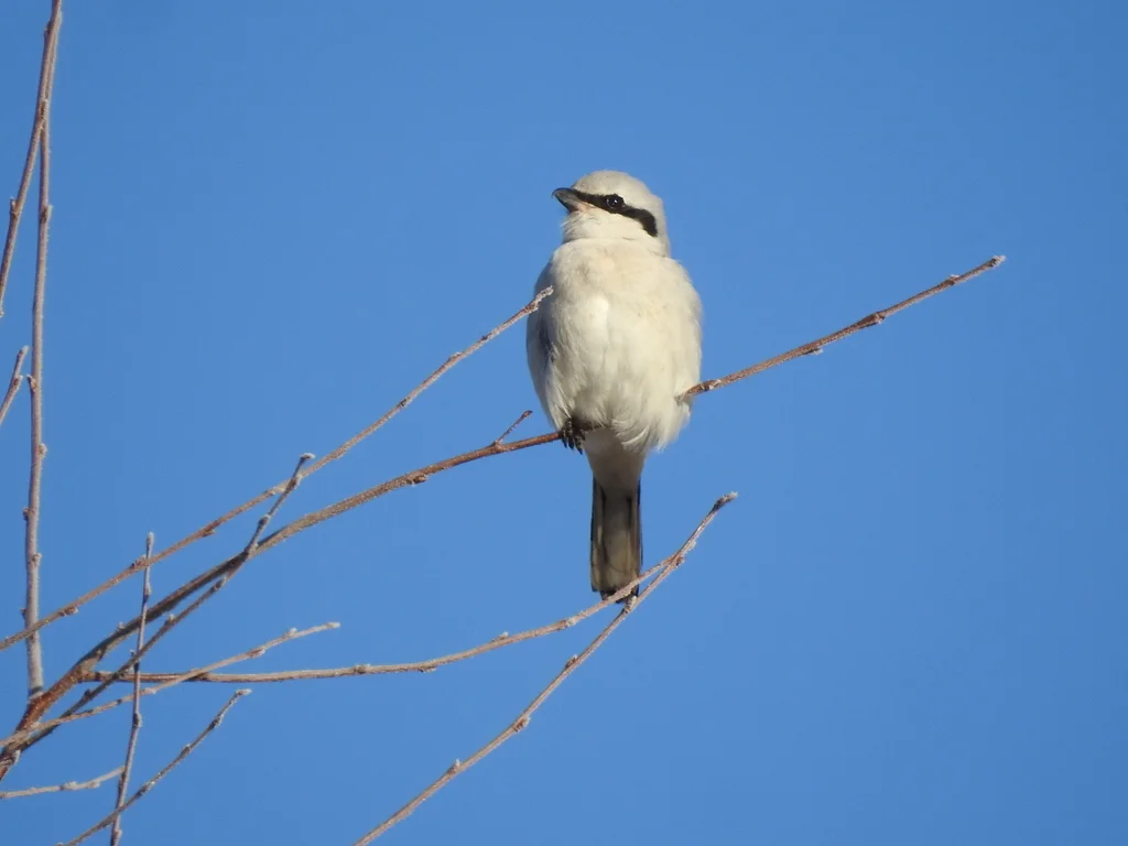 西方灰伯劳(Lanius excubitor)