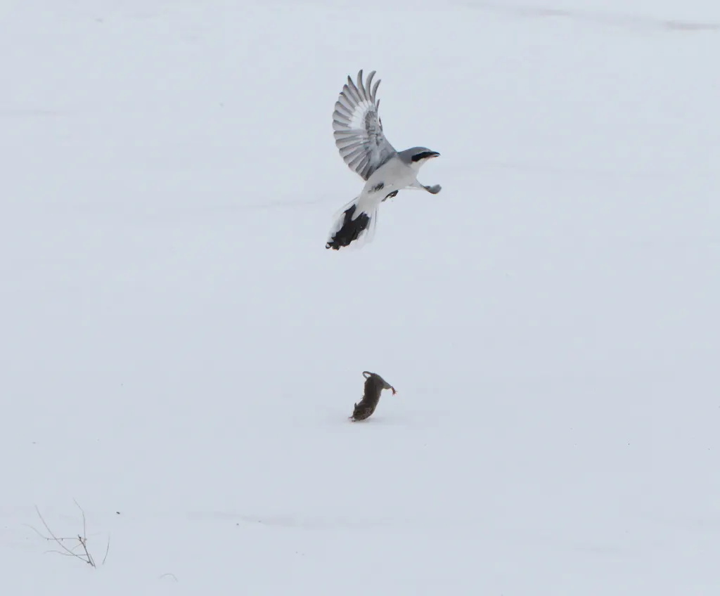 西方灰伯劳(Lanius excubitor)