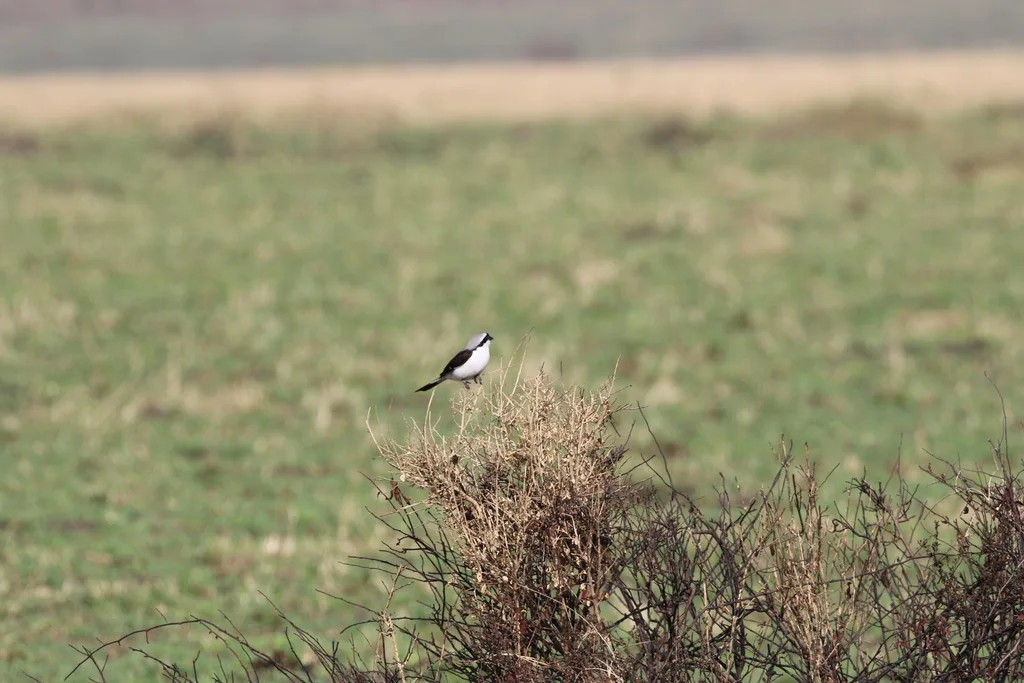 灰背长尾伯劳(Lanius excubitoroides)