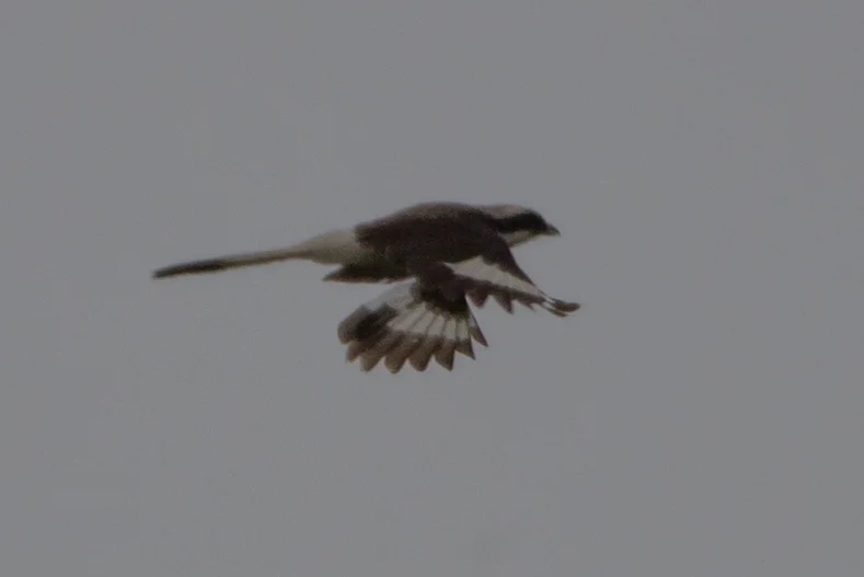 灰背长尾伯劳(Lanius excubitoroides)