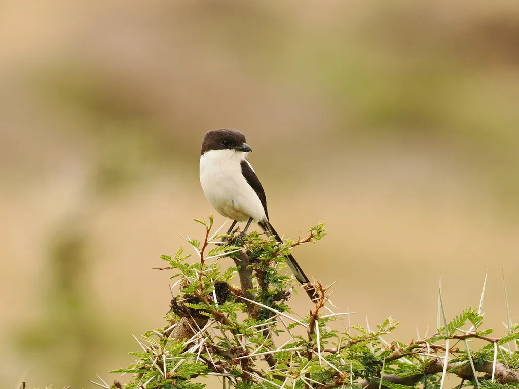 北领伯劳(Lanius humeralis)