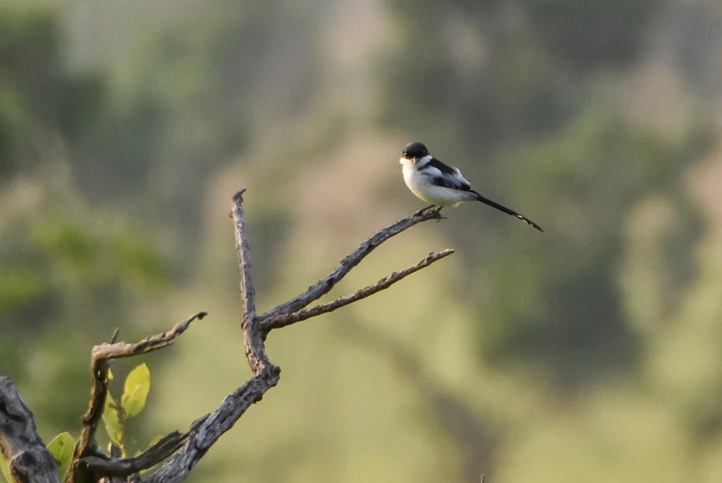 北领伯劳(Lanius humeralis)