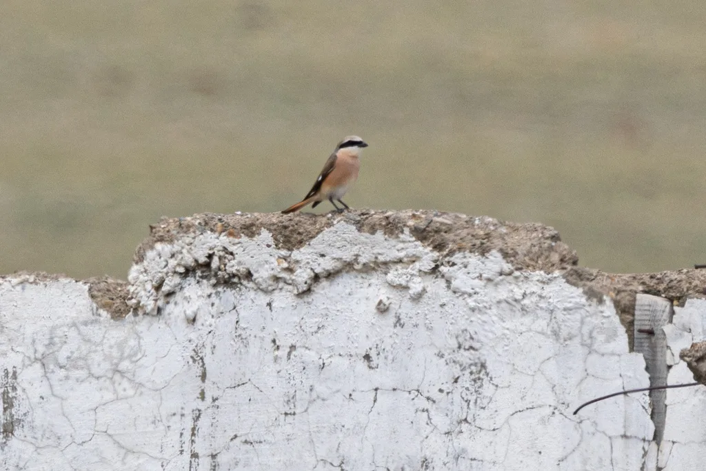 荒漠伯劳(Lanius isabellinus)