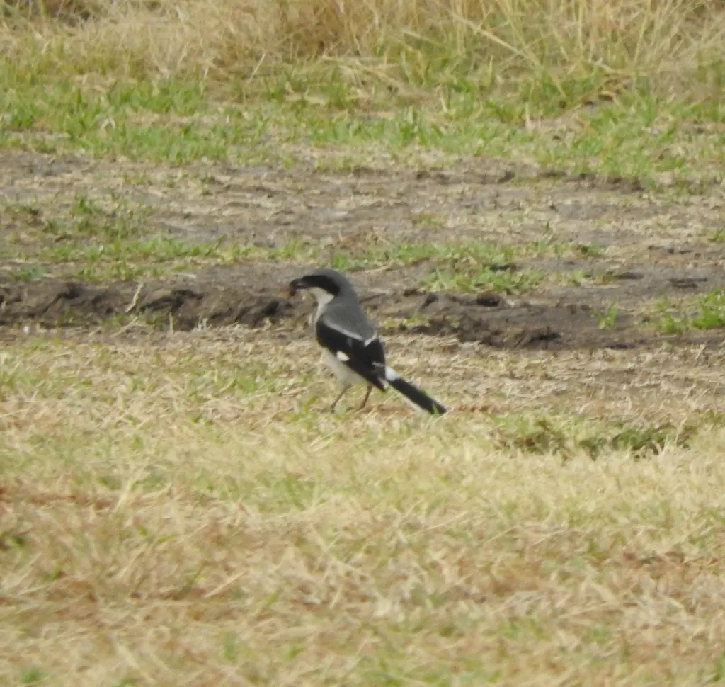 呆头伯劳(Lanius ludovicianus)