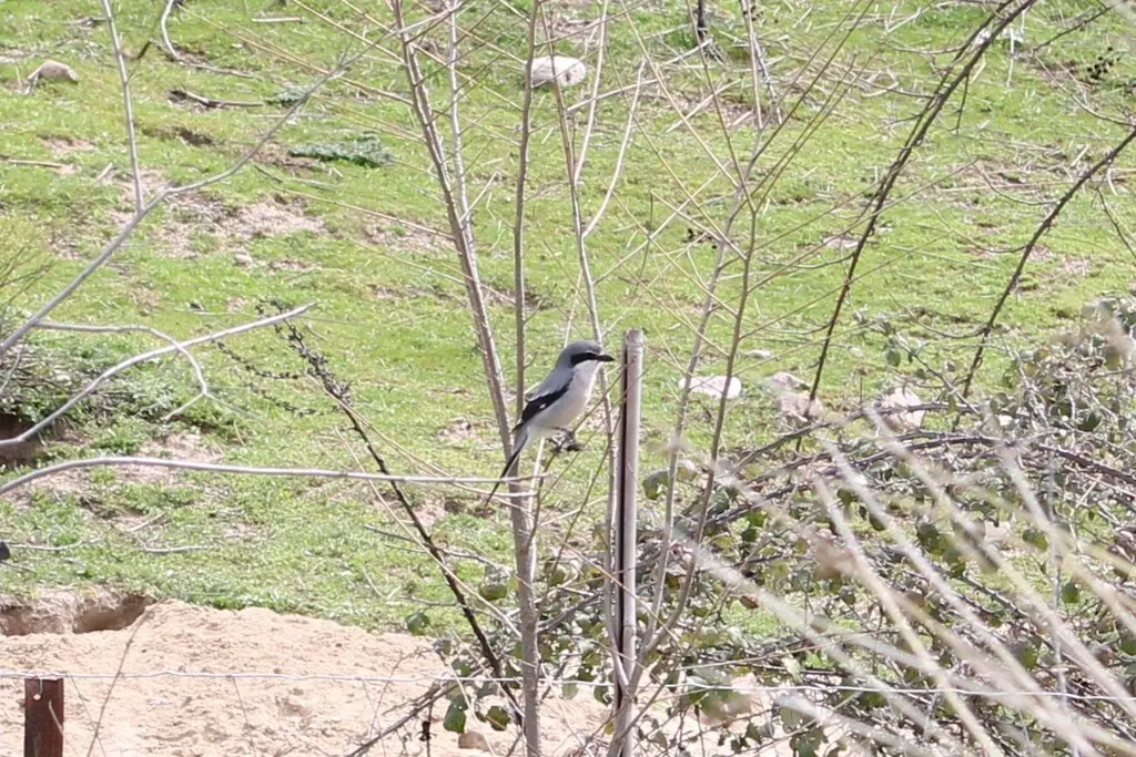 伊比利亚灰伯劳(Lanius meridionalis)