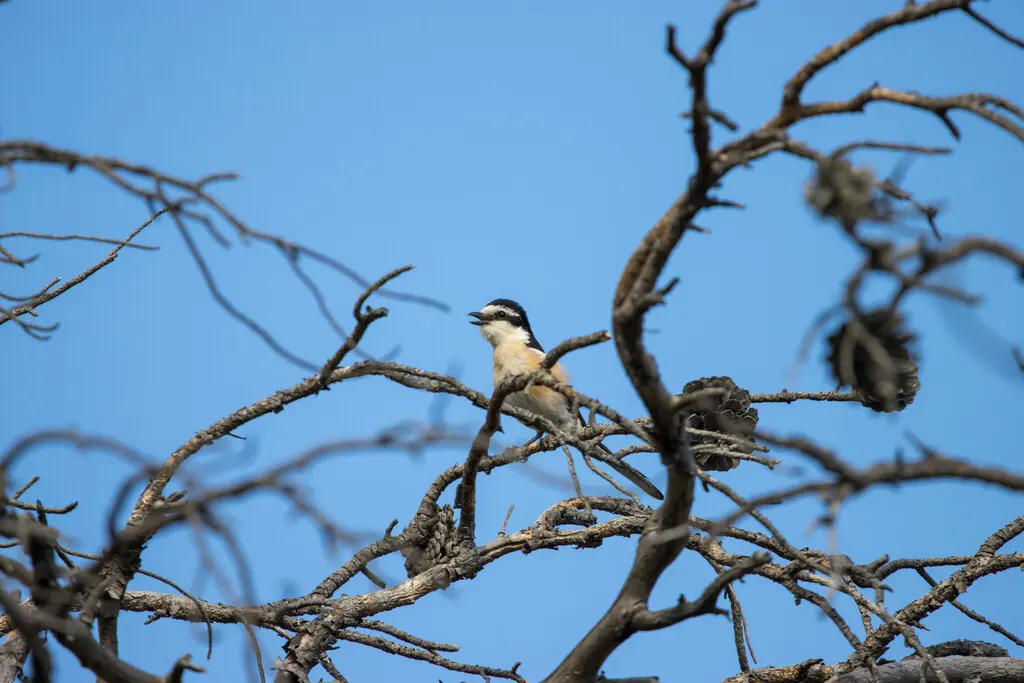 云斑伯劳(Lanius nubicus)