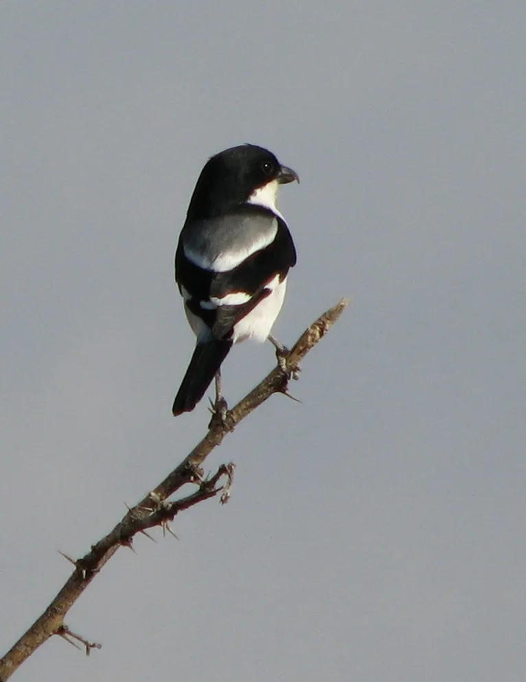 索马里伯劳(Lanius somalicus)