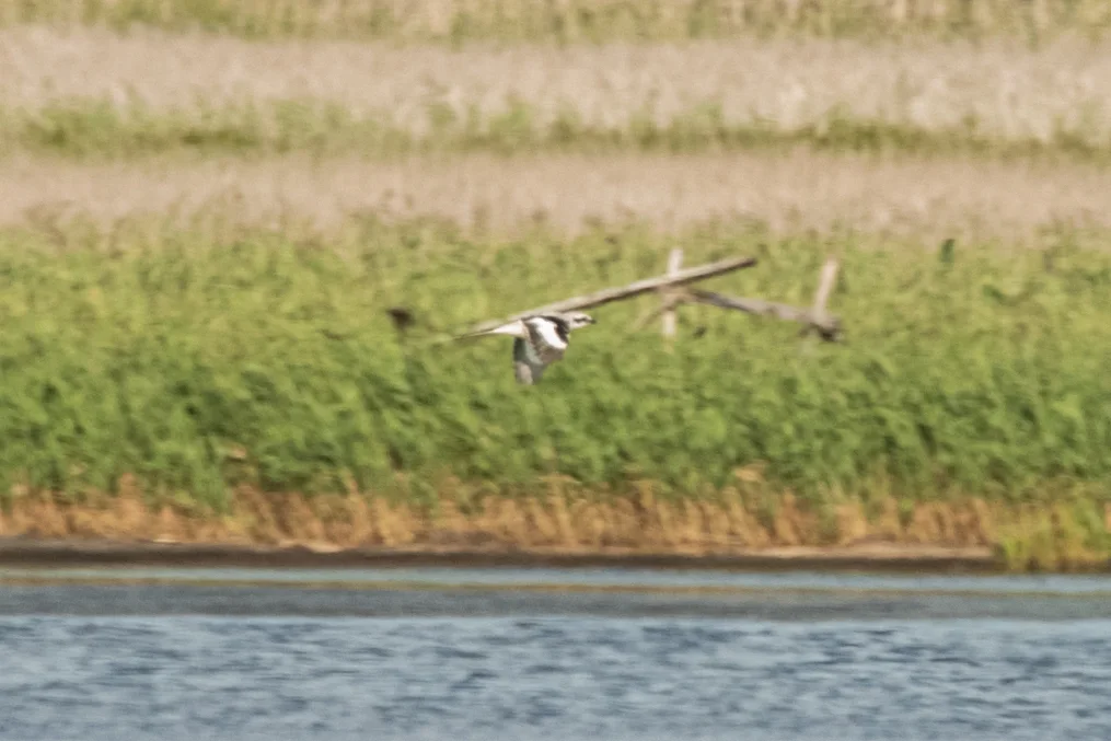 楔尾伯劳(Lanius sphenocercus)