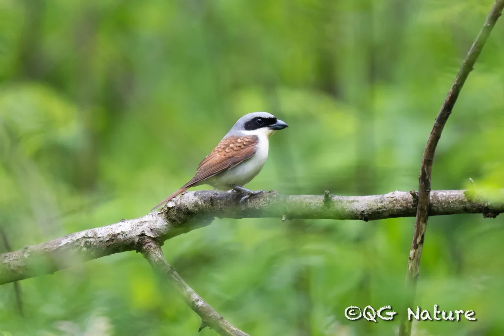 虎纹伯劳(Lanius tigrinus)