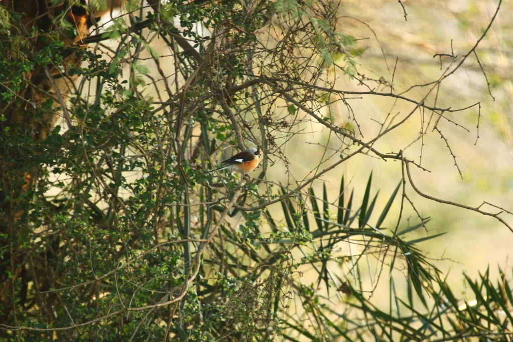 褐背伯劳（Lanius vittatus）