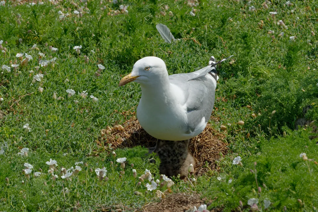 银鸥(Larus argentatus)